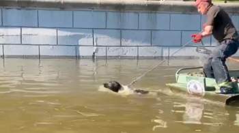 Сотрудники "Мосводостока" спасли собаку на реке Яуза