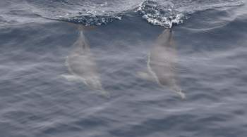 Эксперт: боевые дельфины могут охранять Севастопольскую бухту