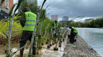 На прудах Москвы в 2021 году высадят 60 тысяч водных растений