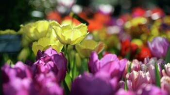 В Москве начали высадку тюльпанов