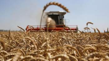 МИД Италии призвал вывезти зерно с Украины, чтобы избежать войн в Африке