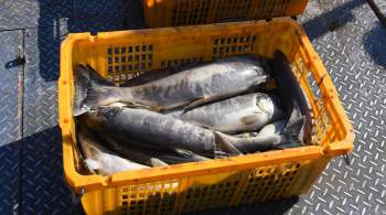 Россия с начала года увеличила вылов рыбы 