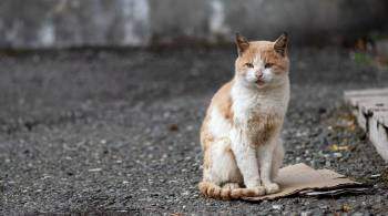 Первую в России научную перепись бездомных кошек провели в Москве