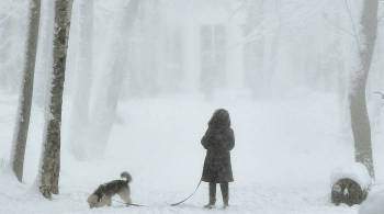 Ветеринары рассказали, как выгуливать собак в 20-градусный мороз