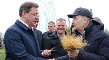 Аграрии Самарской области  зарегистрировали новый сорт озимой пшеницы