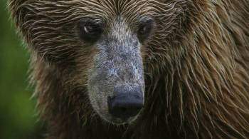 "Что здесь происходит?" Американцев поразило видео с русским медведем Яшей