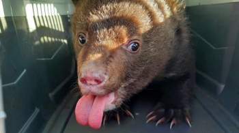 Медвежонка, найденного на помойке в ЕАО, выпустили в дикую природу