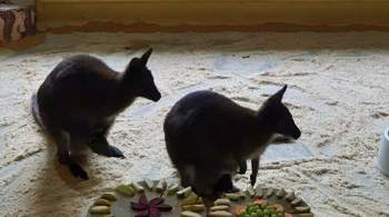 В белгородском зоопарке родились три детеныша кенгуру