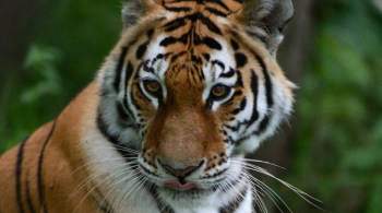 В Приморье выросло число амурских тигров