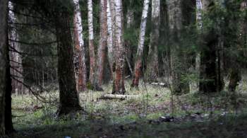 Женщина обнаружила человеческие останки в лесу Ленобласти, пишут СМИ
