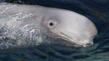 Путин поддержал идею о запрете вылова китов и белух в развлекательных целях