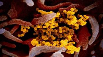 Эпидемиолог считает, что коронавирус не займет место гриппа