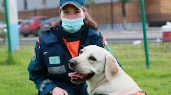 Служебная собака Есения отыскала пропавшего ребенка в Петербурге
