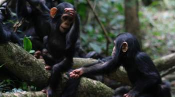 Без переводчика. Ученые выяснили, что люди способны понимать язык обезьян 