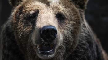 Ямальский медведь напал на тундровика
