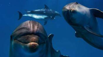 Совфед одобрил закон о запрете добычи китов и дельфинов