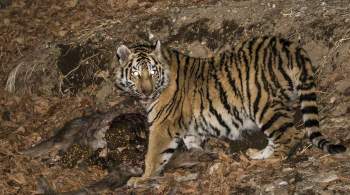 В Анюйском нацпарке за зиму погибли четыре краснокнижных амурских тигра