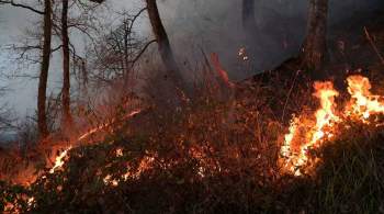 В Сербии около оружейной фабрики загорелся лес