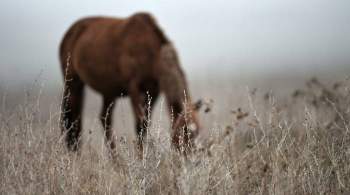 В Пермском крае автомобилисты спасли лошадь, застрявшую в грязи у трассы