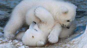 Новосибирский зоопарк объявил конкурс на лучшие имена для белых медвежат