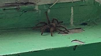 В Уфе мужчина напугал соседей, подкинув  кожу  тарантула в подъезд 