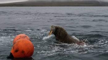 Жители Чукотки спасли моржиху от косаток