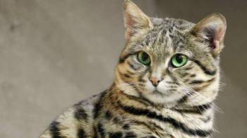 Кошки не могут заразить человека коронавирусом, заявил эпидемиолог