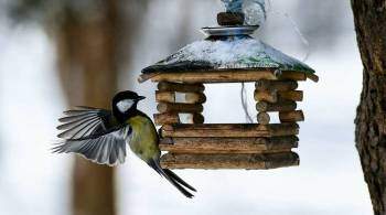 В Мосприроде рассказали, чем правильно подкармливать птиц зимой