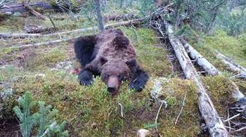 В красноярском парке  Ергаки  медведь напал на туриста, возбуждено дело