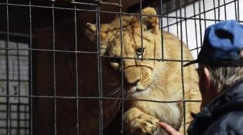 В Паттайе хозяйке львенка грозит тюрьма после поездки в кабриолете 