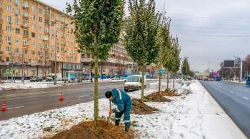 В Москве специалисты высадили четыре тысячи деревьев вдоль магистралей  