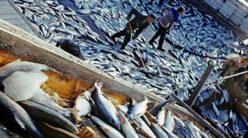Экспорт рыбопродукции с Дальнего Востока побил рекорд 2019 года 