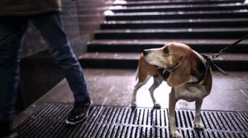 В Петербурге решат, каких собак нельзя выгуливать без намордника