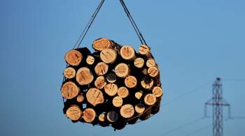 Эксперт оценил перспективы российского экспорта древесины