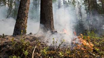 Площадь лесного пожара в Нижегородской области составила 365 гектаров