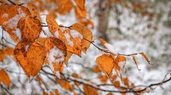 Растения предсказали в России зиму с резкими перепадами температуры