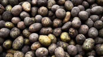 Дефицита картофеля в России не будет, заявили в Плодоовощном союзе