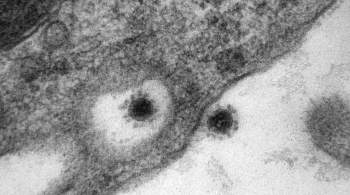 Опубликовано фото дельта-штамма коронавируса