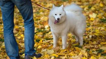 Москвичка через суд вернула собаку, пропавшую во время прогулки