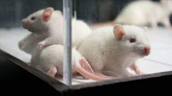 В США четырех мышей вылечили от ВИЧ