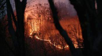 Кипр запросил иностранную помощь из-за сильного лесного пожара