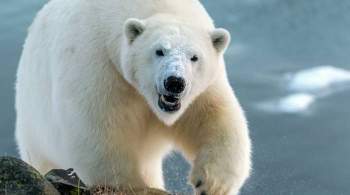 Второй этап экспедиции по авиаучету белого медведя стартует в мае