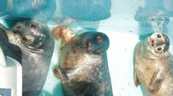Четырех спасенных тюленей выпустили в Финский залив