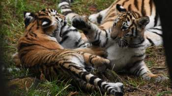 В Казахстане выпустят четырех тигрят из России для возрождения популяции