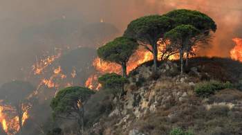 На Сицилии поймали предполагаемых поджигателей леса