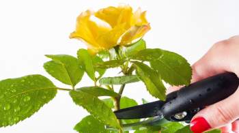 Как правильно обрезать розы: инструкция и рекомендации садоводов