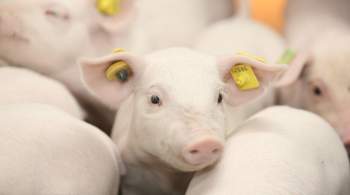 В Липецкой области открыли центр генетики свиноводства