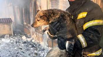 В Южно-Сахалинске потушили пожар в приюте для животных 