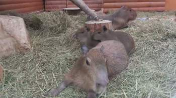 Ленинградский зоопарк объявил, как назовет детенышей капибары