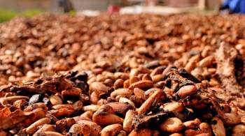 Цена на какао побила почти полувековой рекорд 